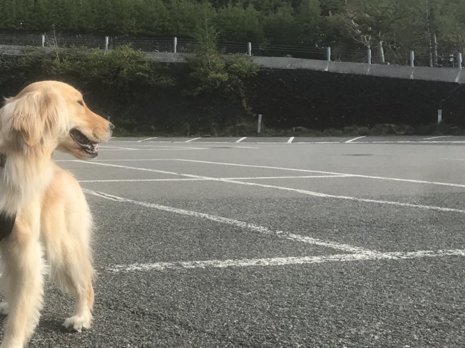 駐車場でのゴールデンレトリバー