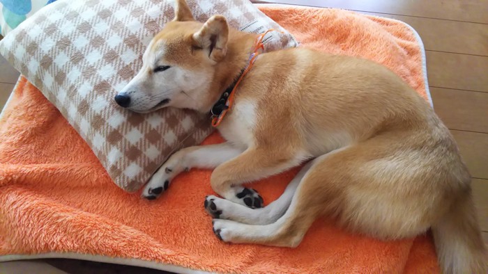 眠る柴犬