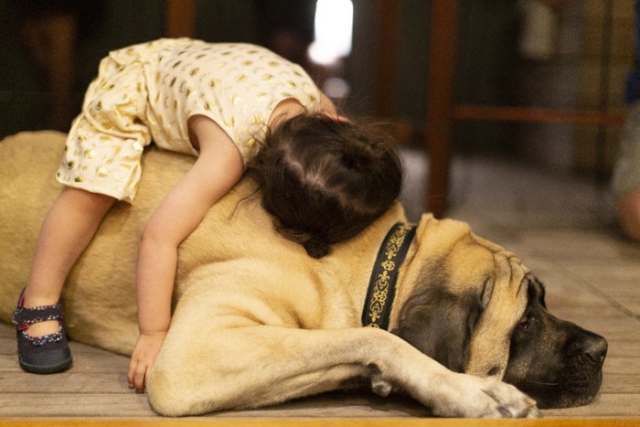 大型犬の上に乗る子供