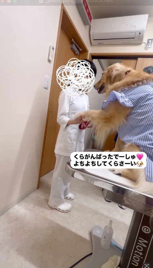 看護師にお手をする犬