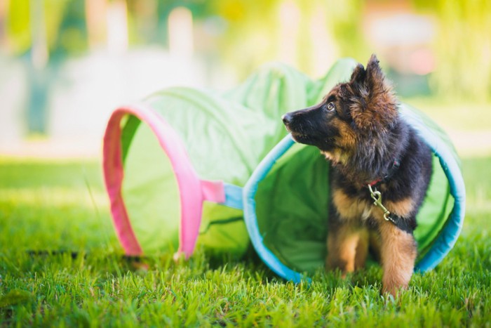 アジリティのトンネルとジャーマンシェパードの子犬