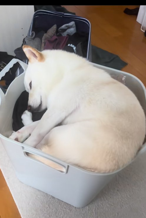 洗濯カゴで眠る柴犬