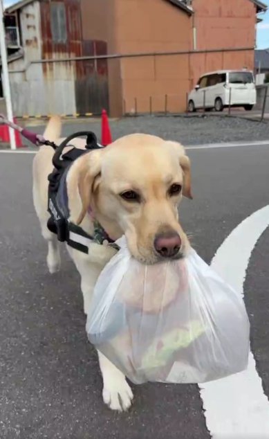 ラブラドールレトリバーの「ぼん」ちゃん