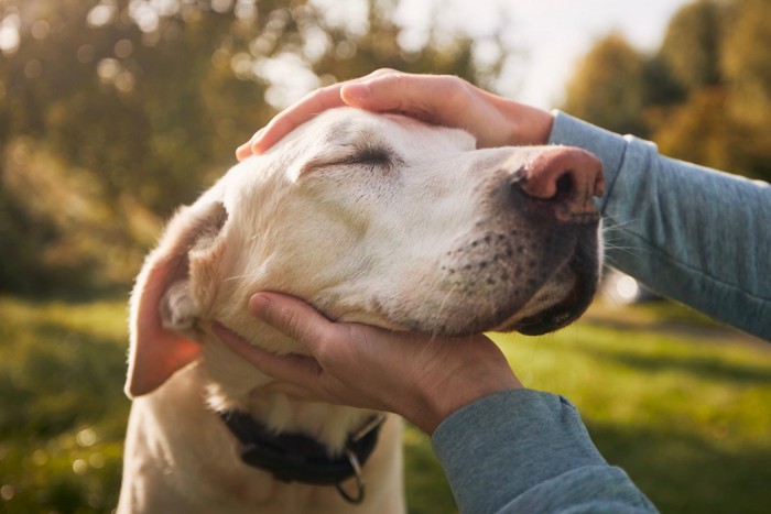 飼い主に顔をなでられている犬のアップ