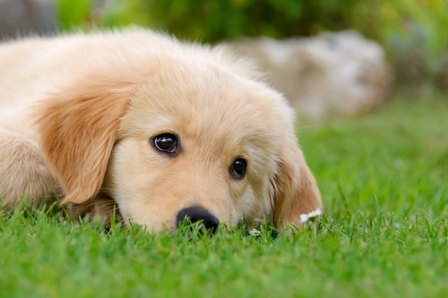 草原に寝ている子犬