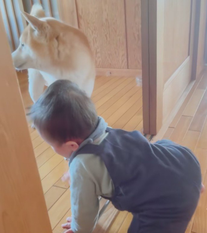 ハルちゃんは要警護