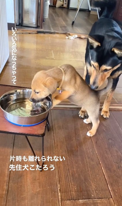 水を飲むこまちゃん