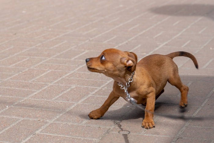 身構える子犬、茶の垂れ耳