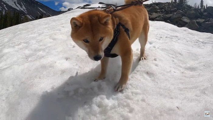 雪渓にはしゃぐナラちゃん4