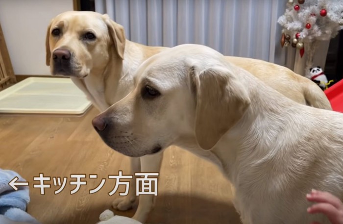 こちらを向く犬