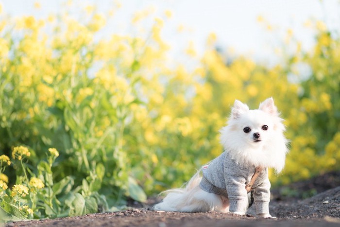 菜の花畑の犬