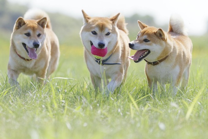 屋外でボールを咥えて遊ぶ三頭の柴犬