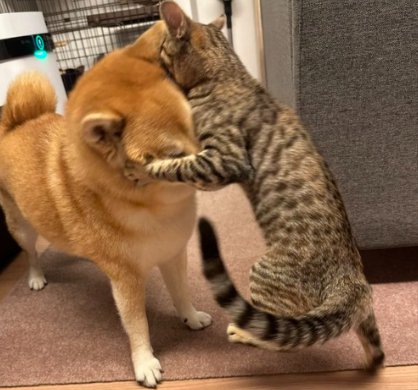 犬吸い