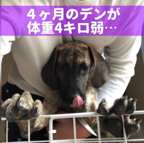 支えられながらケージに手をつく痩せ細った子犬