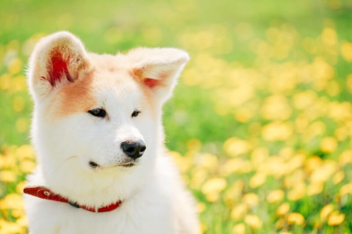 お花畑で真顔の秋田犬