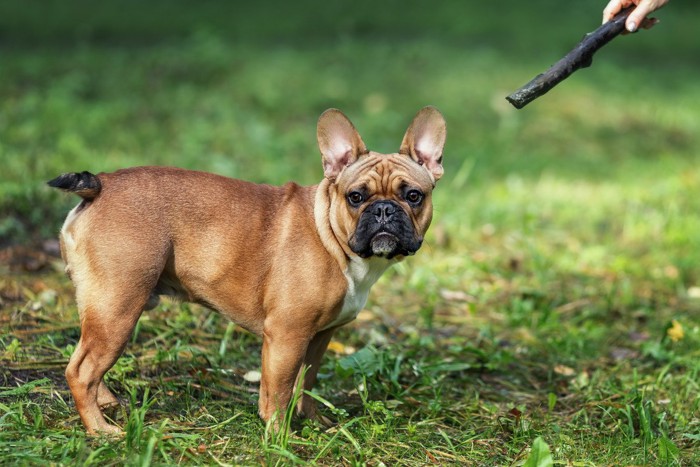 飼い主を無視する犬