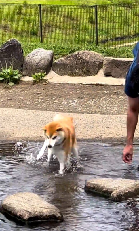 水に入ってしまったまりちゃん4