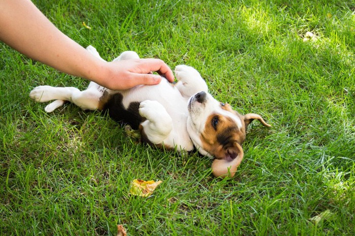 お腹を撫でられるビーグルの子犬