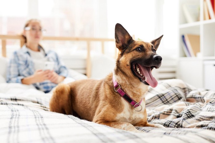 伏せて見つめている茶の犬、背後に人