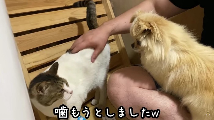 猫ちゃんともすっかり仲良しに