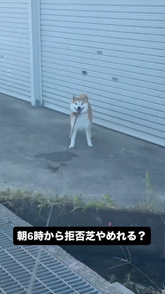 リードを引く飼い主を見つめる犬