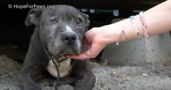 上半身を外に出した犬