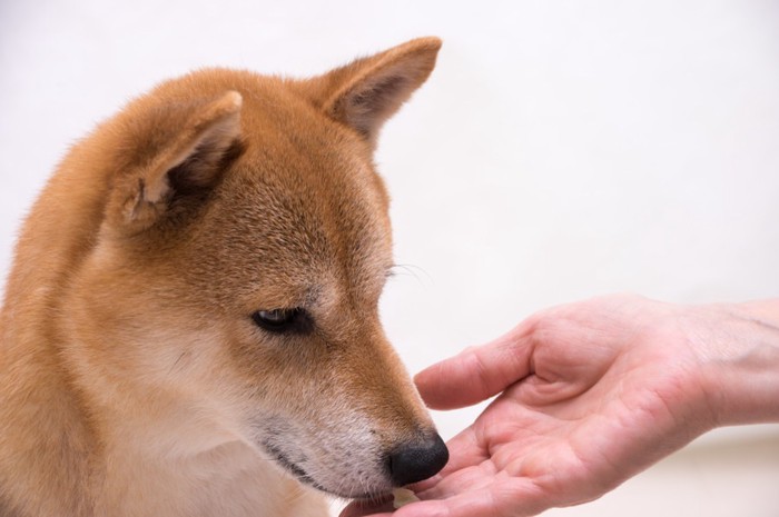 手でご飯を食べさせてもらっている柴犬