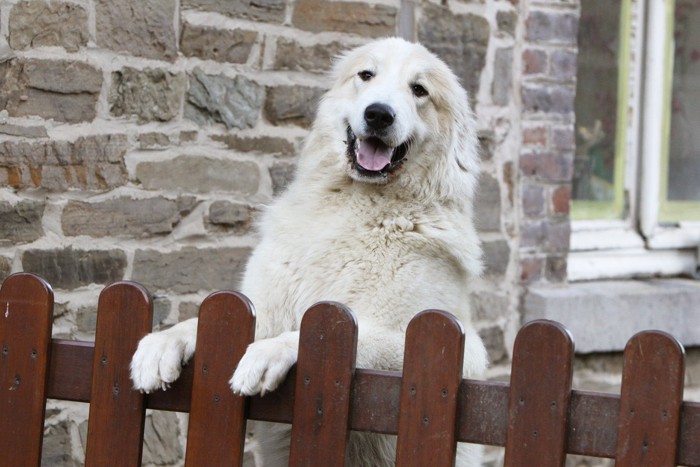 留守番中の犬