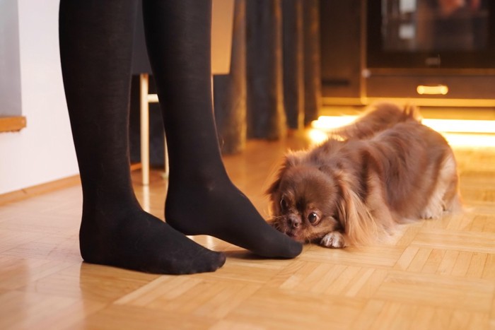 帰宅した飼い主の足を嗅ぐ犬