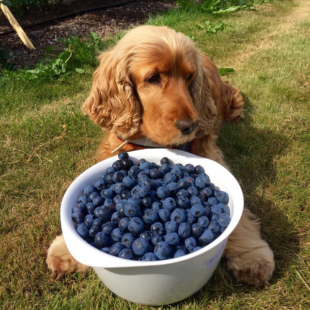 ブルーベリーのボウルを抱えた犬