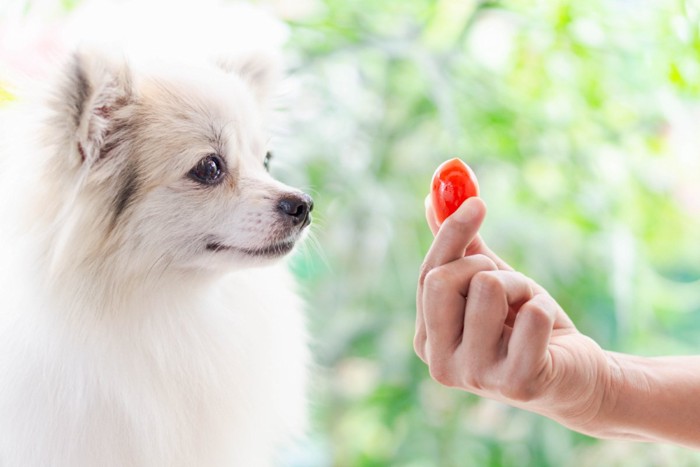 トマトを見つめる犬