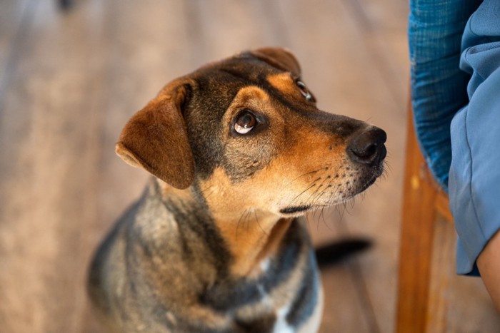 困った表情で訴えかける犬