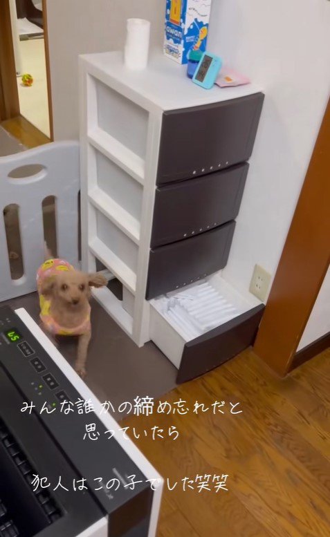 収納棚を開けて脱走するぽぽちゃん8