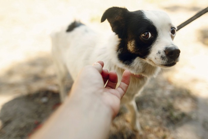 嫌そうな犬