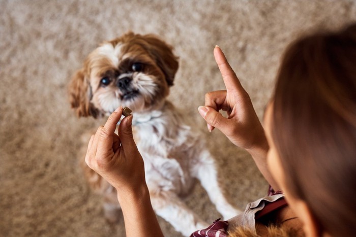 犬におやつを見せて指示を出す