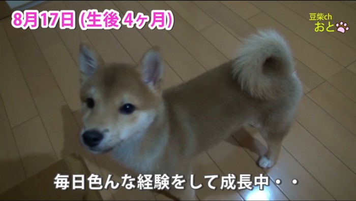 部屋の中で飼い主を見上げる子犬