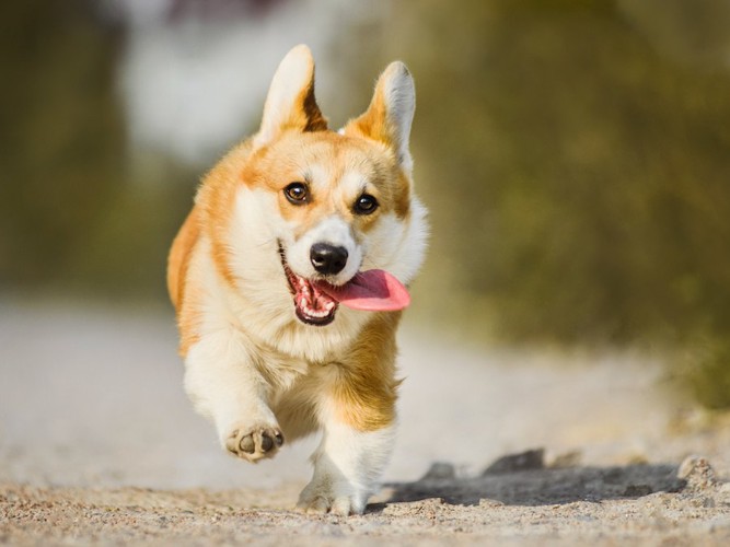 舌をだしてこちらに走ってくる犬