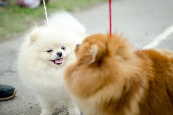 挨拶をする犬たち