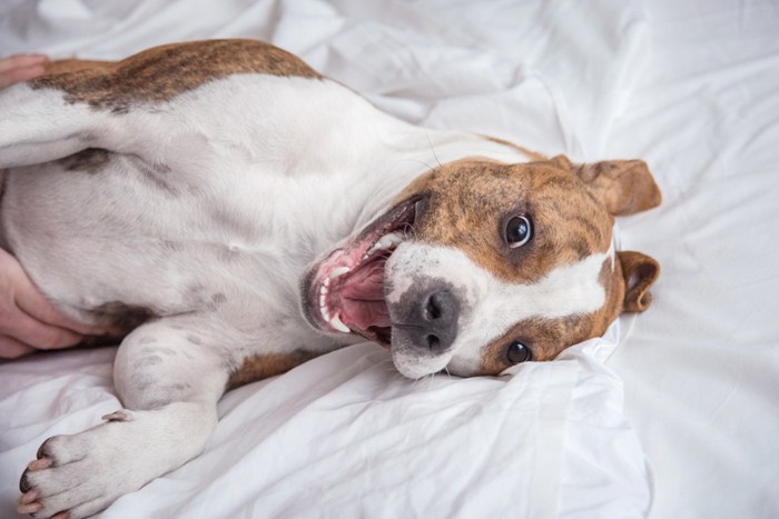 お腹を撫でられる犬