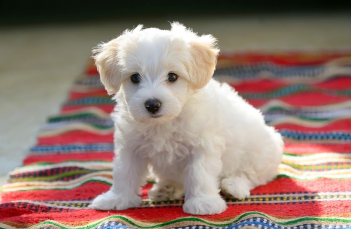 カラフルなラグの上でオスワリしている子犬