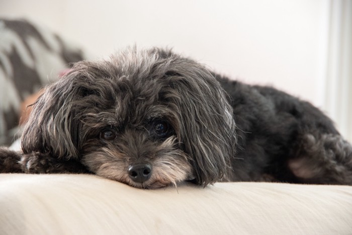 ソファの上で伏せているポメプー