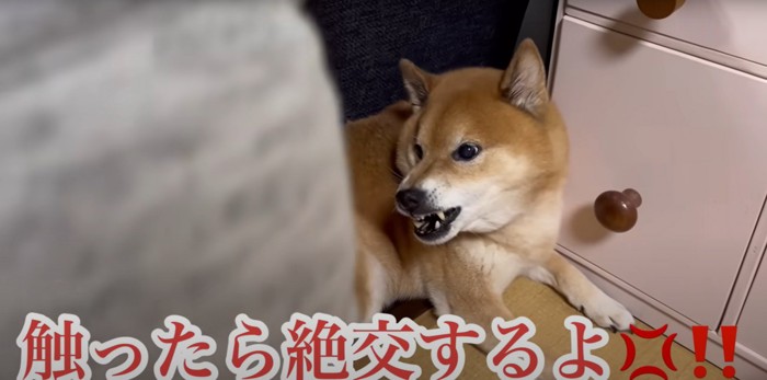 険しい顔で吠える柴犬