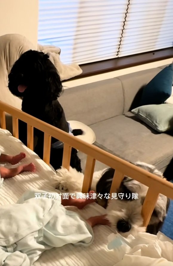 双子の赤ちゃんの興味がある2匹