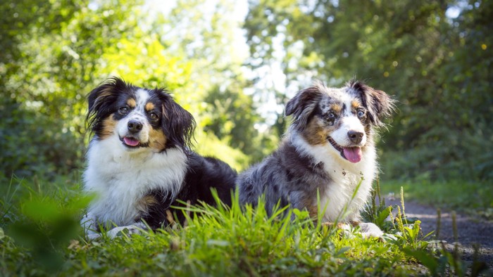 並んで伏せる毛色が違う2頭のミニチュアアメリカンシェパード