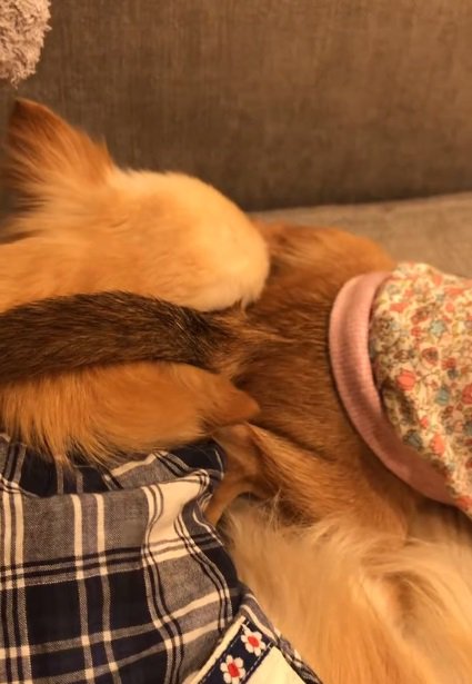 お尻をくっつけるよもぎ子ちゃん