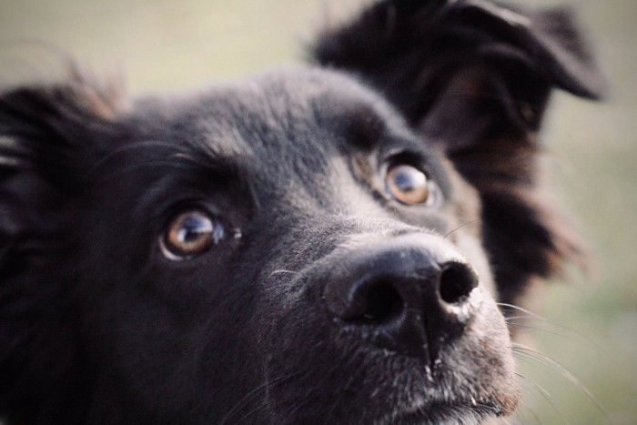 犬の鼻