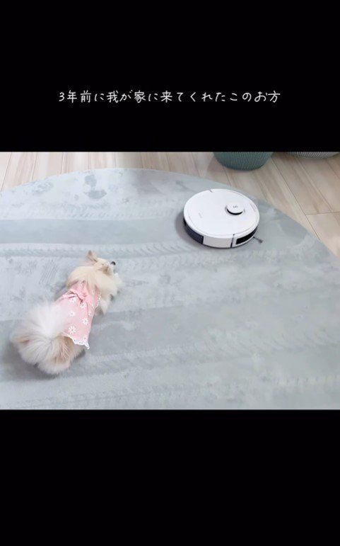 おもちちゃんとロボット掃除機