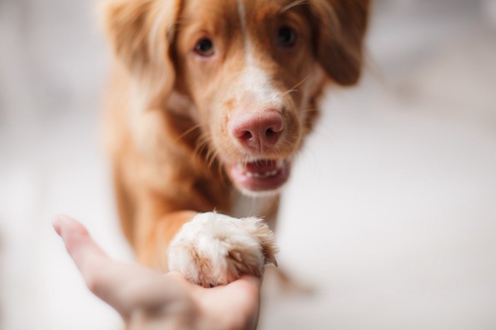 お手をする犬