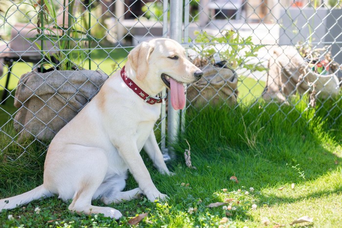 木陰に座っている犬