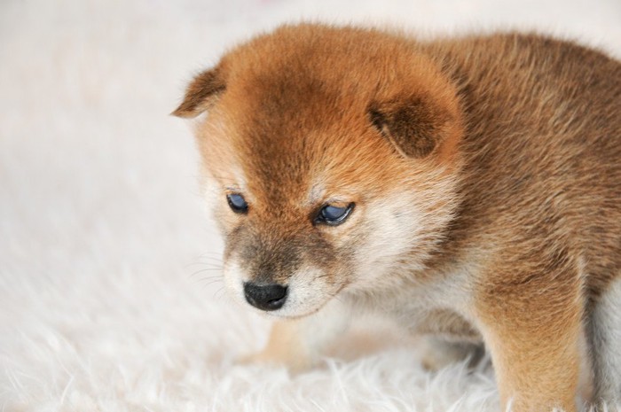 唸る柴犬の子犬